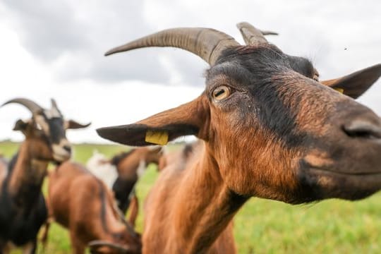 Auf dem Land riecht es mitunter etwas strenger. Auf dem Land riecht es mitunter etwas strenger.