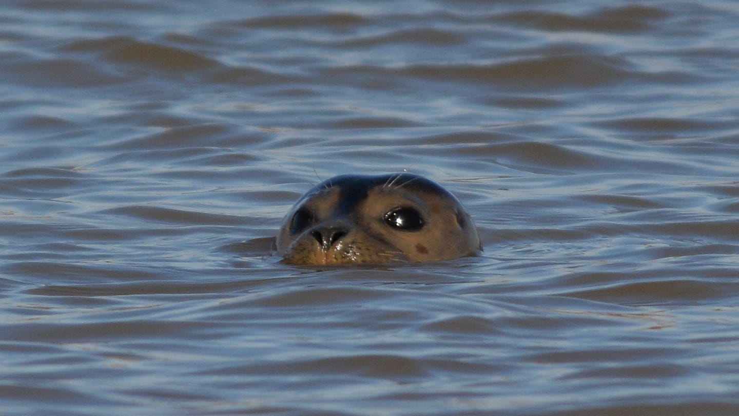 Der Seehund im Wasser: Ein Wissenschaftler konnte kurz nach der Sichtung mehrere Fotos machen.