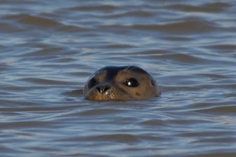 Der Seehund im Wasser: Ein Wissenschaftler konnte kurz nach der Sichtung mehrere Fotos machen.