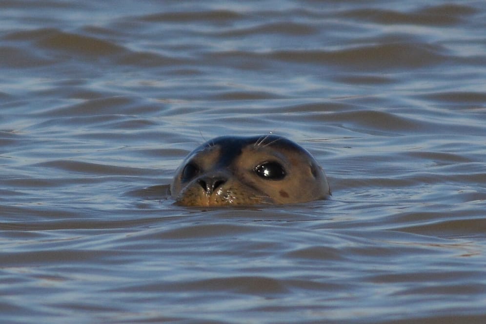 Der Seehund im Wasser: Ein Wissenschaftler konnte kurz nach der Sichtung mehrere Fotos machen.