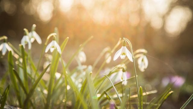 Schneeglöckchen: Sie gehören zu den ersten Zwiebelblumen, die zum Winterende erblühen – und damit Insekten Nahrung liefern.