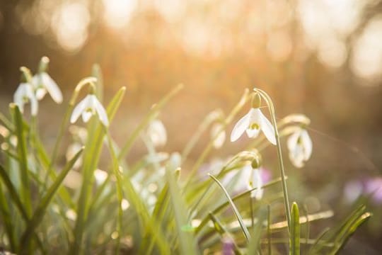 Schneeglöckchen: Sie gehören zu den ersten Zwiebelblumen, die zum Winterende erblühen – und damit Insekten Nahrung liefern.