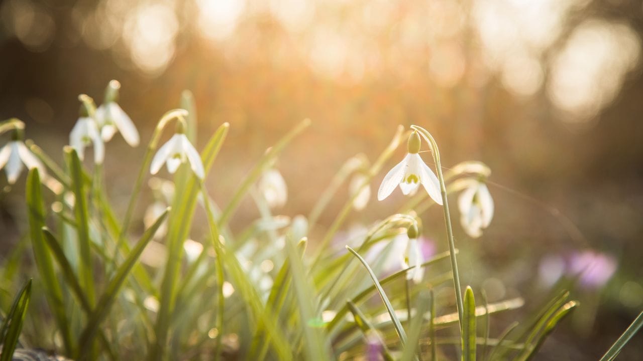 Schneeglöckchen gehören zu den ersten Zwiebelblumen, die zum Winterende erblühen - und damit Insekten Nahrung liefern.