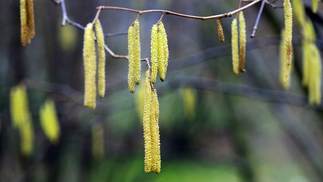 Pollensaison hat begonnen Pollensaison hat begonnen