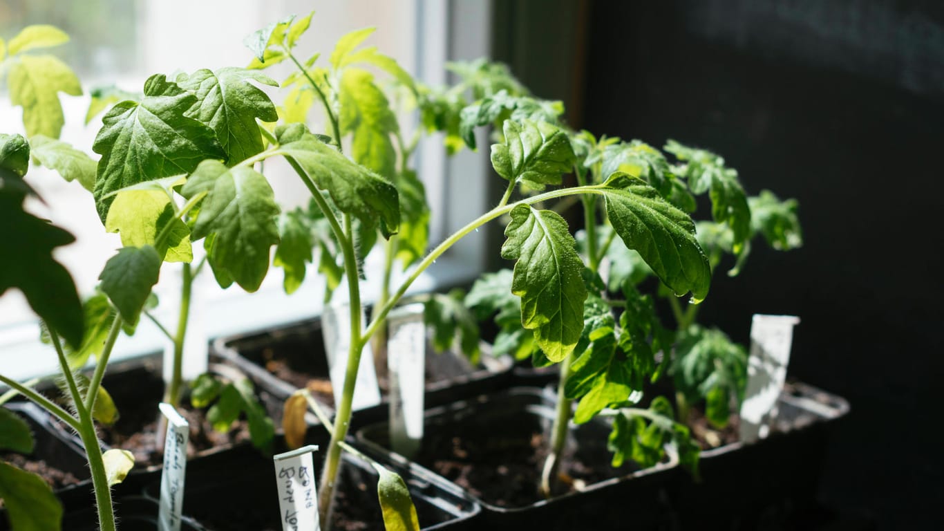 Tomaten: Die Jungpflanzen lieben Licht und Wärme – die Fensterbank ist der ideale Standort.
