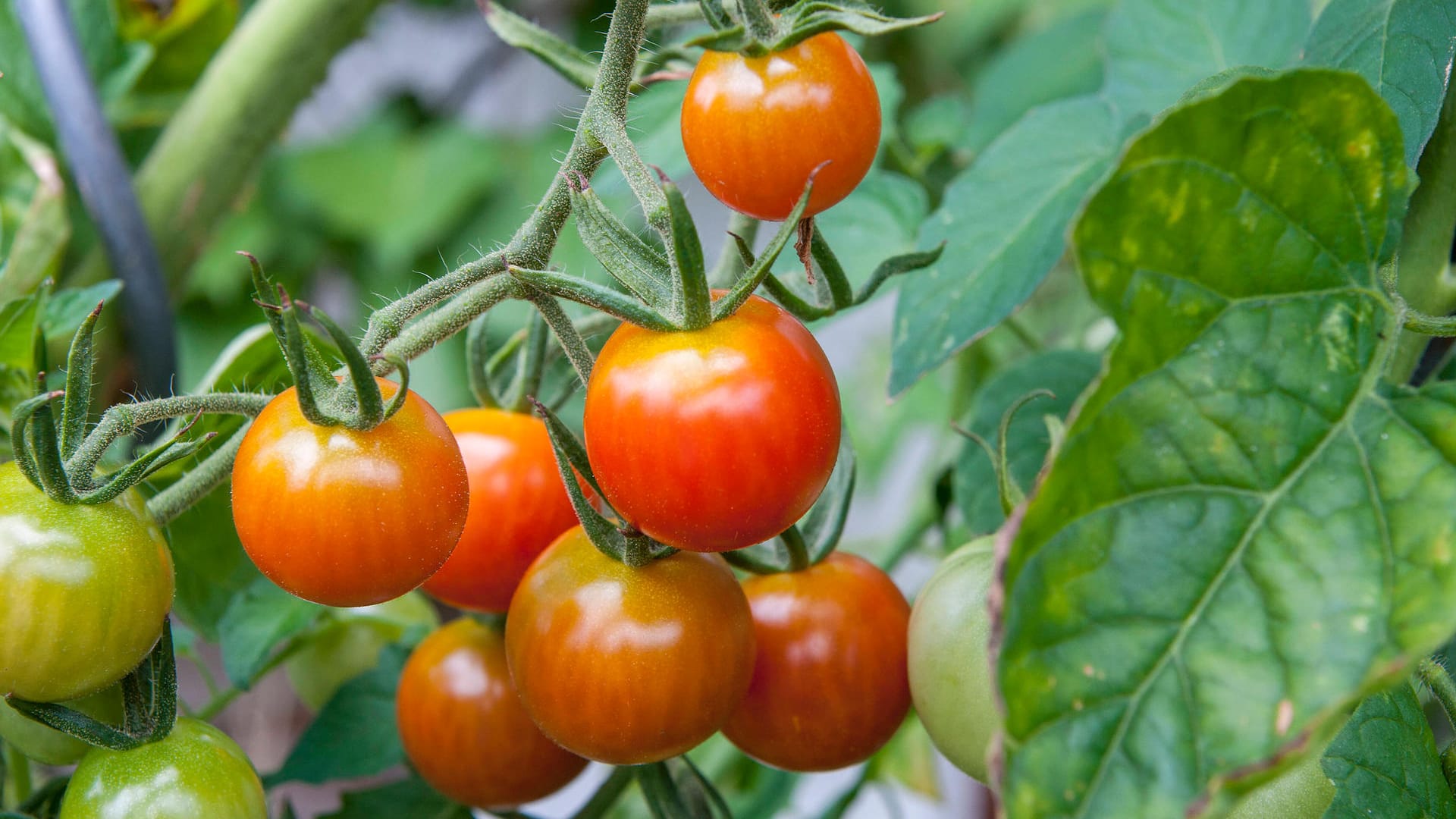 Tomatenzucht: Ungeduldige können die Pflanzen bereits im Februar drinnen vorziehen, besser ist jedoch Mitte März.