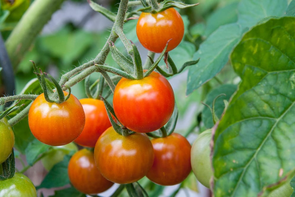 Tomatenzucht: Ungeduldige können die Pflanzen bereits im Februar drinnen vorziehen, besser ist jedoch Mitte März.