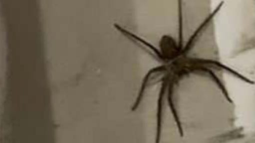 Eine Spinne sitzt an der Wand eines Containers: Die Arbeiter hinderten das Tier an der Flucht. Eine Spinne sitzt an der Wand eines Containers: Die Arbeiter hinderten das Tier an der Flucht.