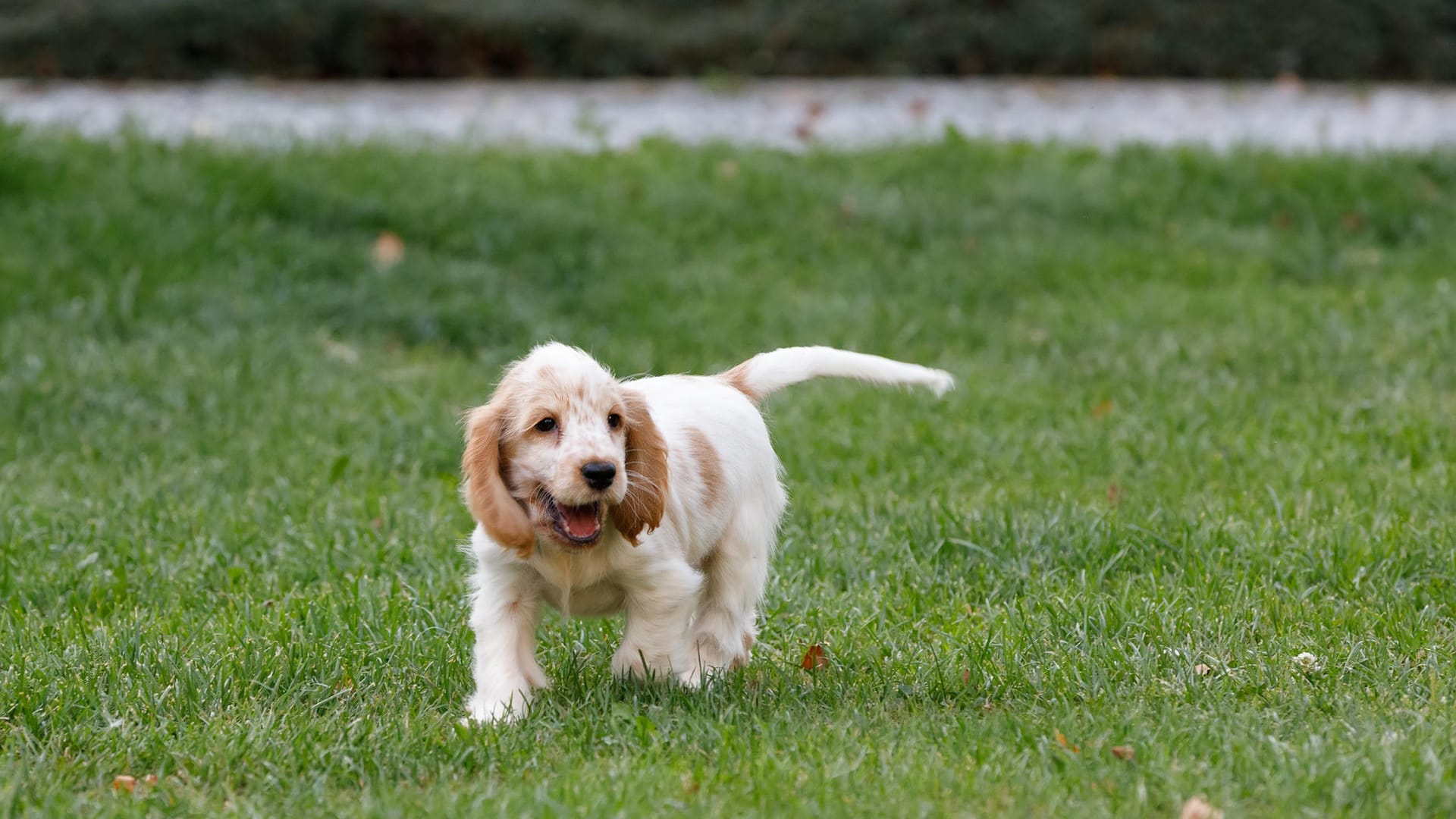 Ein Cockerspaniel-Welpe (Symbolbild): Die Polizei sucht Zeugen, die zur Aufklärung der Straftat beitragen können.