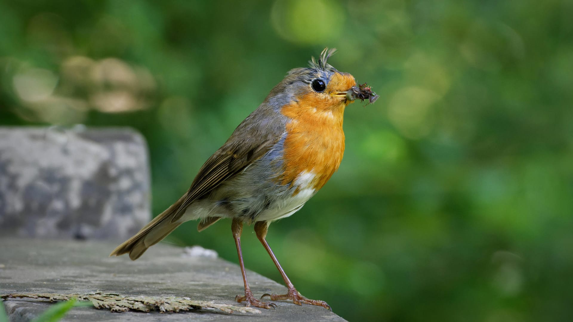 Rotkehlchen: Junge Vögel sehen häufig noch etwas hager aus.