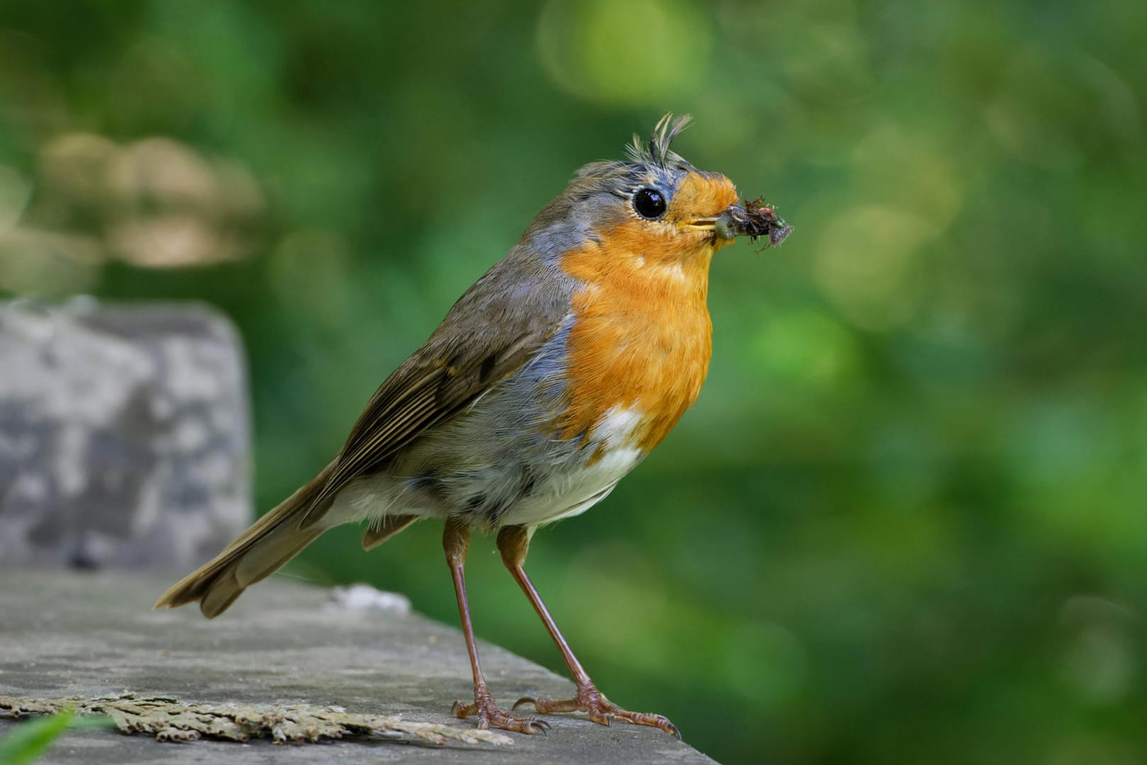 Rotkehlchen: Junge Vögel sehen häufig noch etwas hager aus.