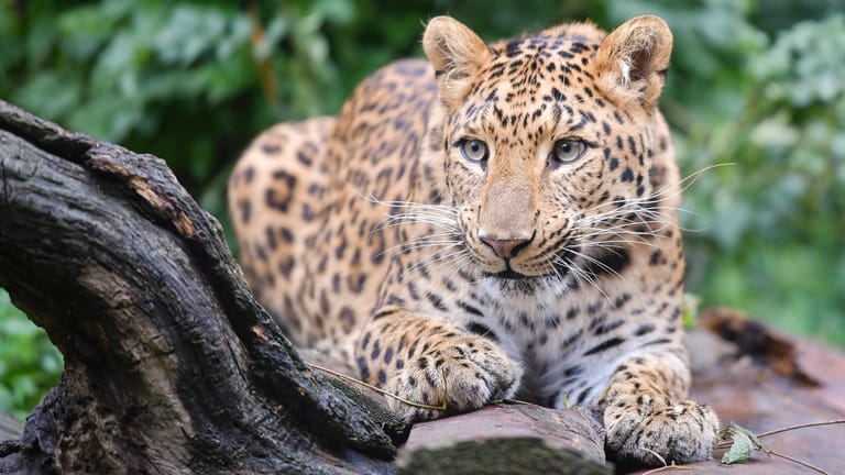 Ein chinesischer Leopard in einem Zoo (Symbolfoto): In freier Wildbahn ist die Art selten geworden. In ganz Nordchina sollen nur wenige hundert der Tiere leben; auch der Songshan Nationalpark ist Teil ihres Lebensraumes.
