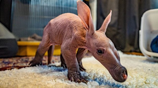 Das Anfang Januar im Chester Zoo geborene Erdferkel auf Erkundungstour.