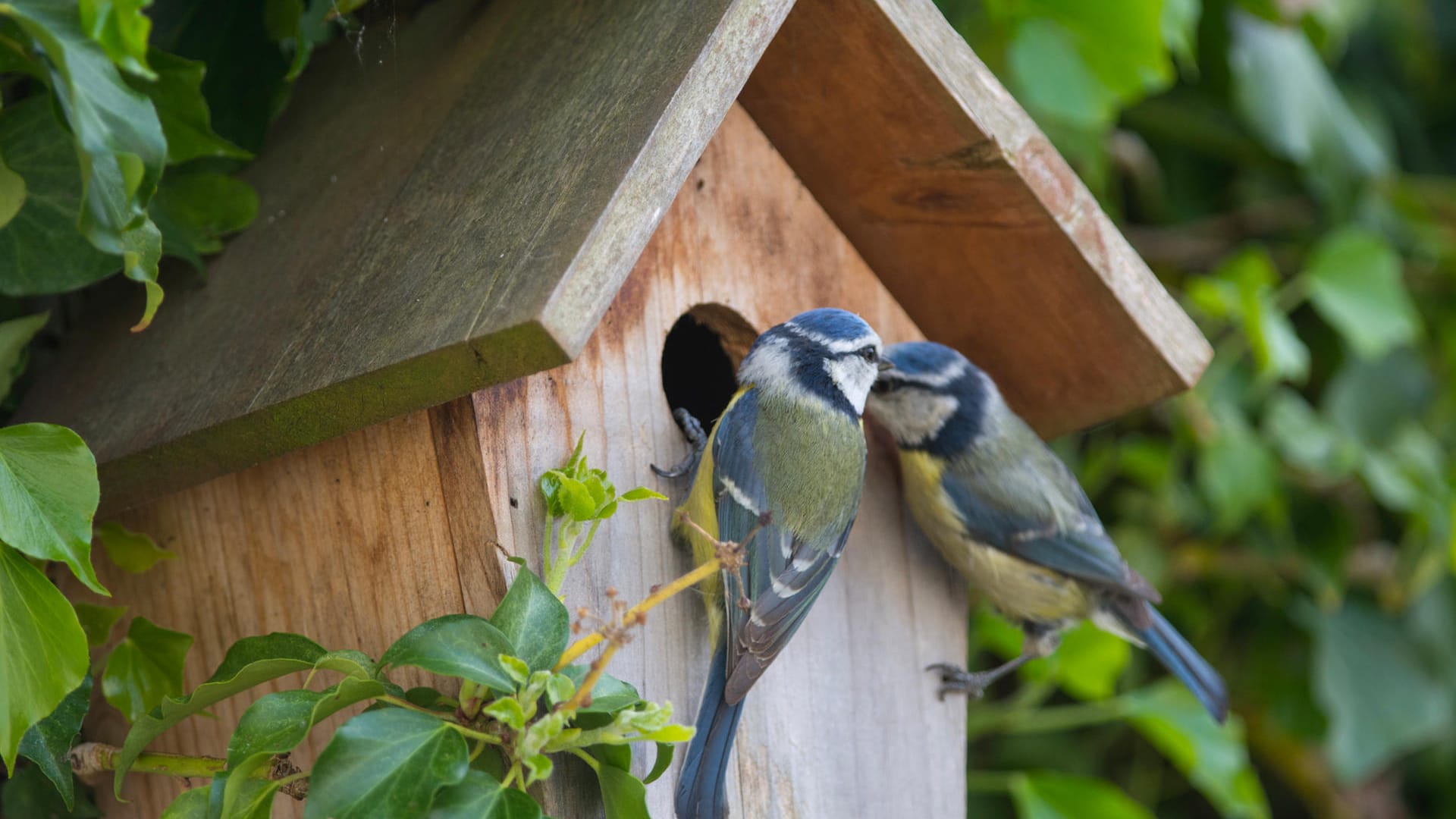 Nistkasten: Amseln bevorzugen das Brüten im Vogelhäuschen.