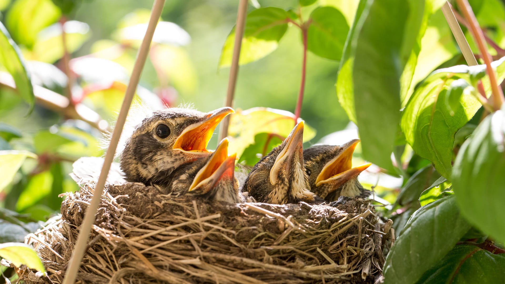 Rotkehlchen: Einige Vogelarten brüten gerne unter freiem Himmel.