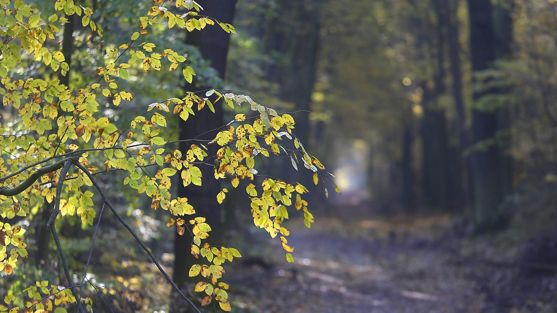 Die Dölauer Heide (Archivbild): Der leblose Mann lag in dem Waldgebiet am Westrand von Halle neben seinem Rad. Die Dölauer Heide (Archivbild): Der leblose Mann lag in dem Waldgebiet am Westrand von Halle neben seinem Rad.