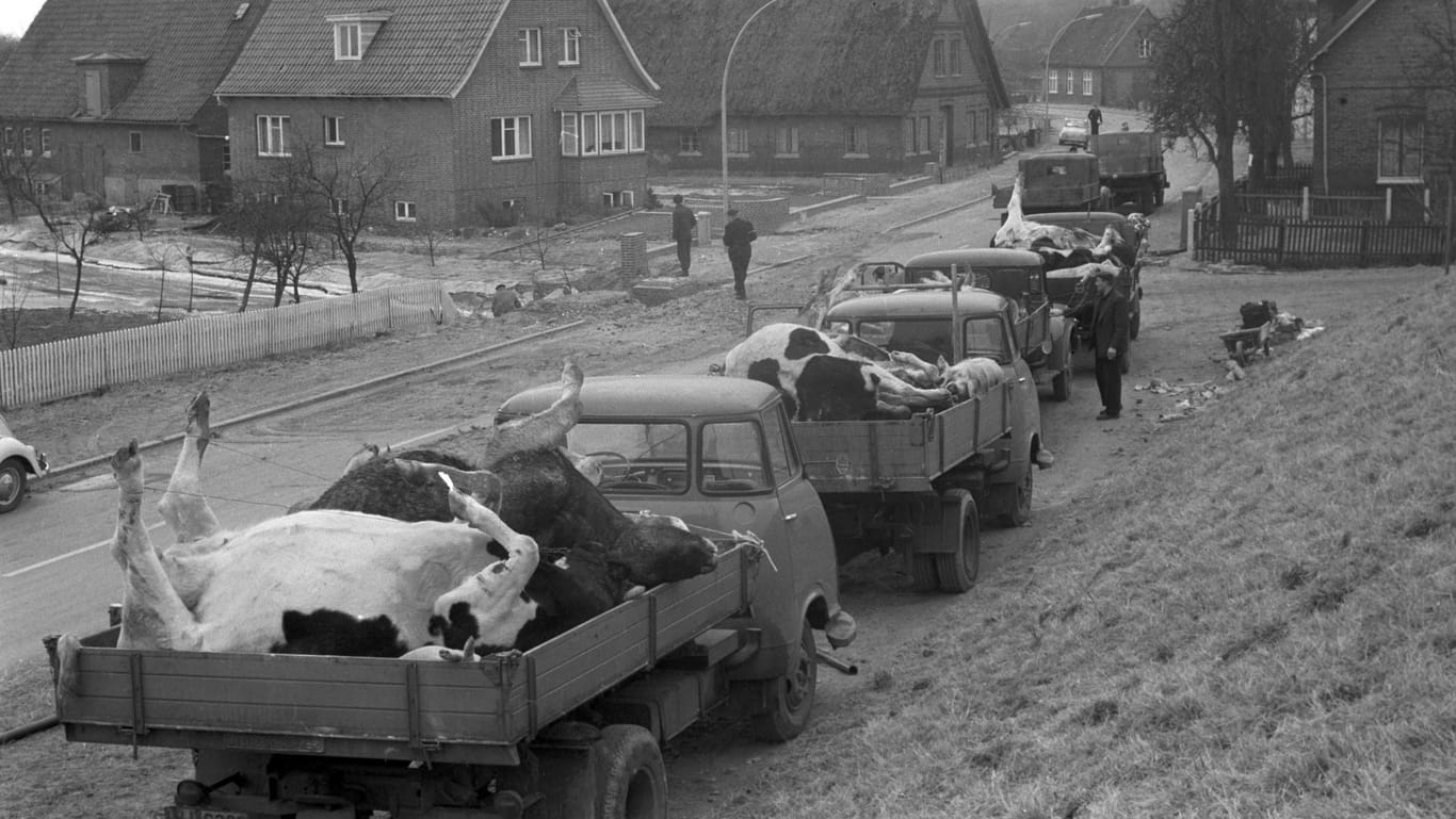Tote Kühe auf Lastern (Archivbild): Die Tiere wurden aus dem betroffenen Gebiet in Hamburg, das von einer verheerenden Sturmflut heimgesucht wurde, abtransportiert.