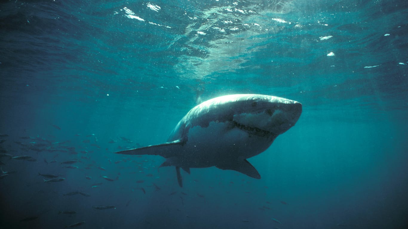 Weißer Hai in Australien: Augenzeugen glauben, dass ein solcher Hai den Mann angegriffen hat.