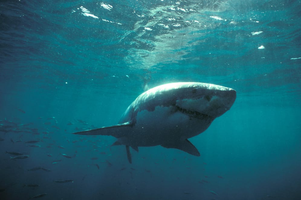 Weißer Hai in Australien: Augenzeugen glauben, dass ein solcher Hai den Mann angegriffen hat.