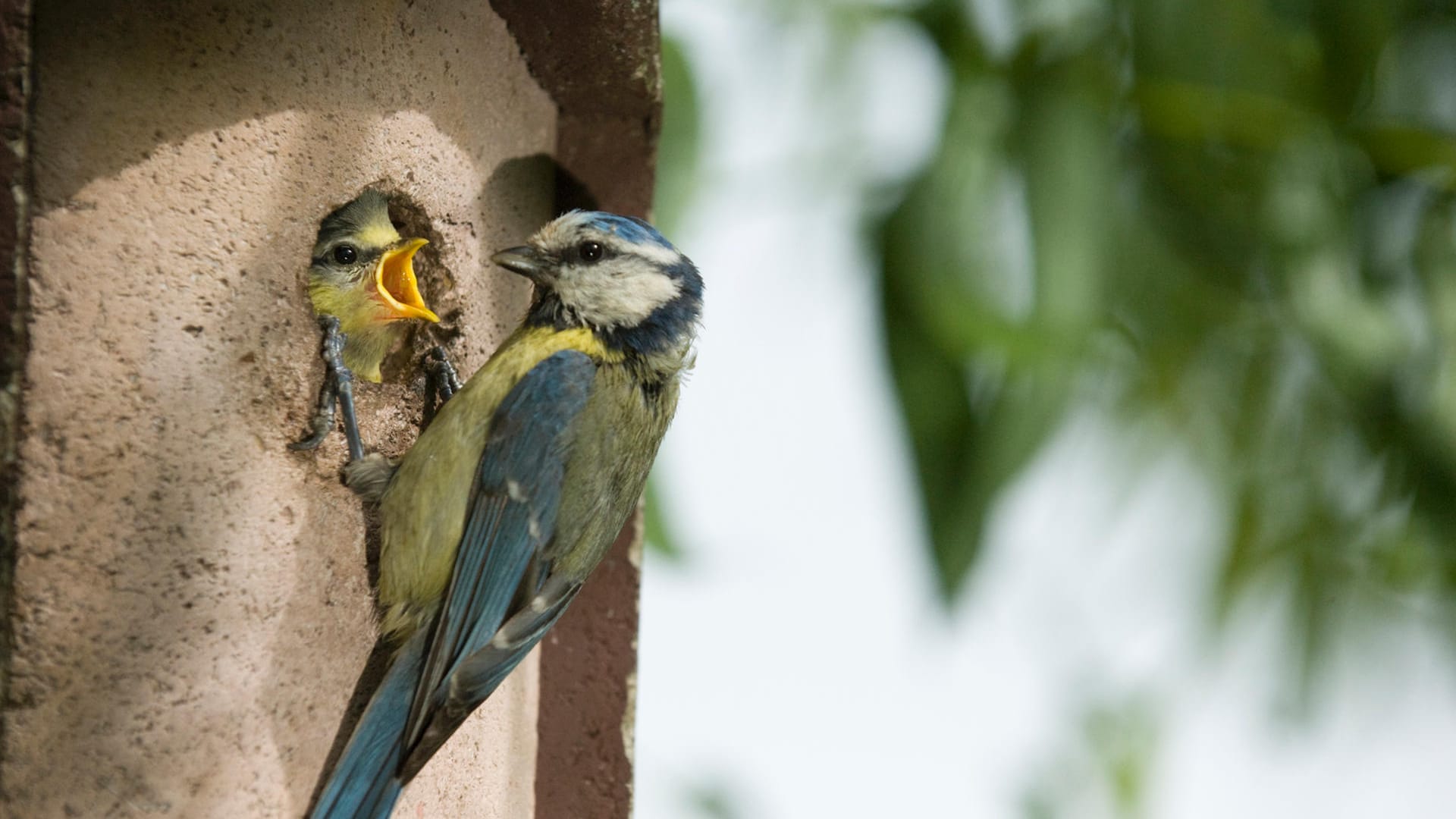 Gartenvögel: Meisen brüten gerne in Nistkästen, die an einem geschützten Ort hängen.