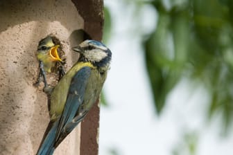 Gartenvögel: Meisen brüten gerne in Nistkästen, die an einem geschützten Ort hängen.