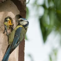 Gartenvögel: Meisen brüten gerne in Nistkästen, die an einem geschützten Ort hängen.
