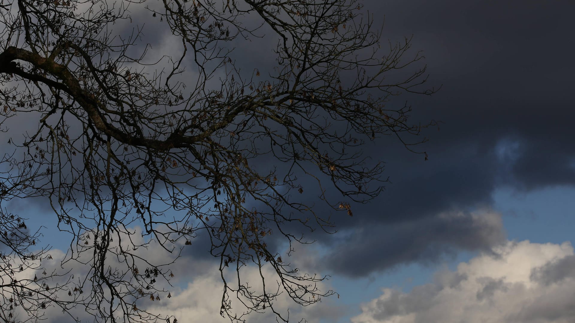 Dunkle Wolken am Himmel hinter einem Baum (Symbolbild): Der hessische Waldbesitzerverband warnt vor Spaziergängen durch den Wald.