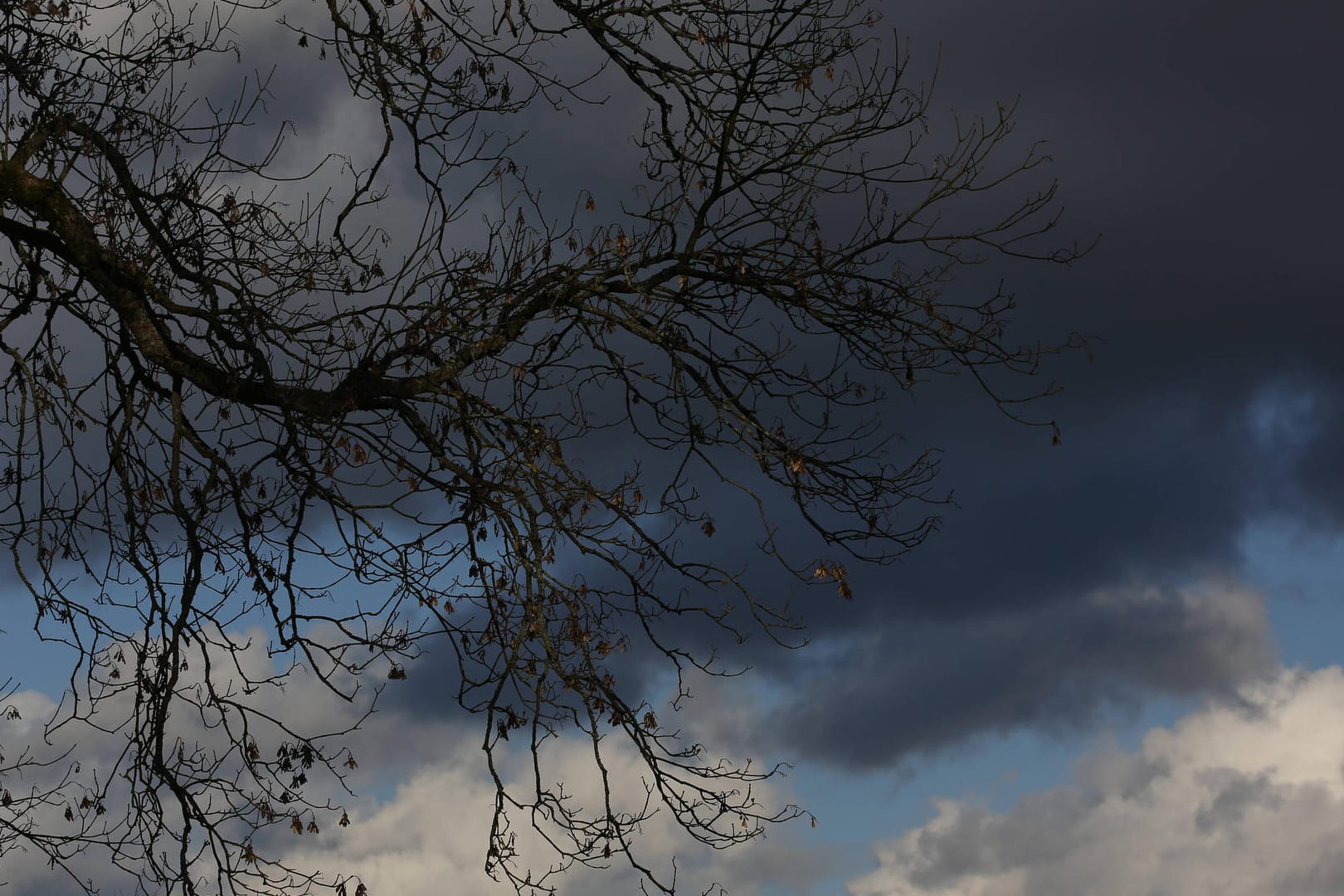 Dunkle Wolken am Himmel hinter einem Baum (Symbolbild): Der hessische Waldbesitzerverband warnt vor Spaziergängen durch den Wald.