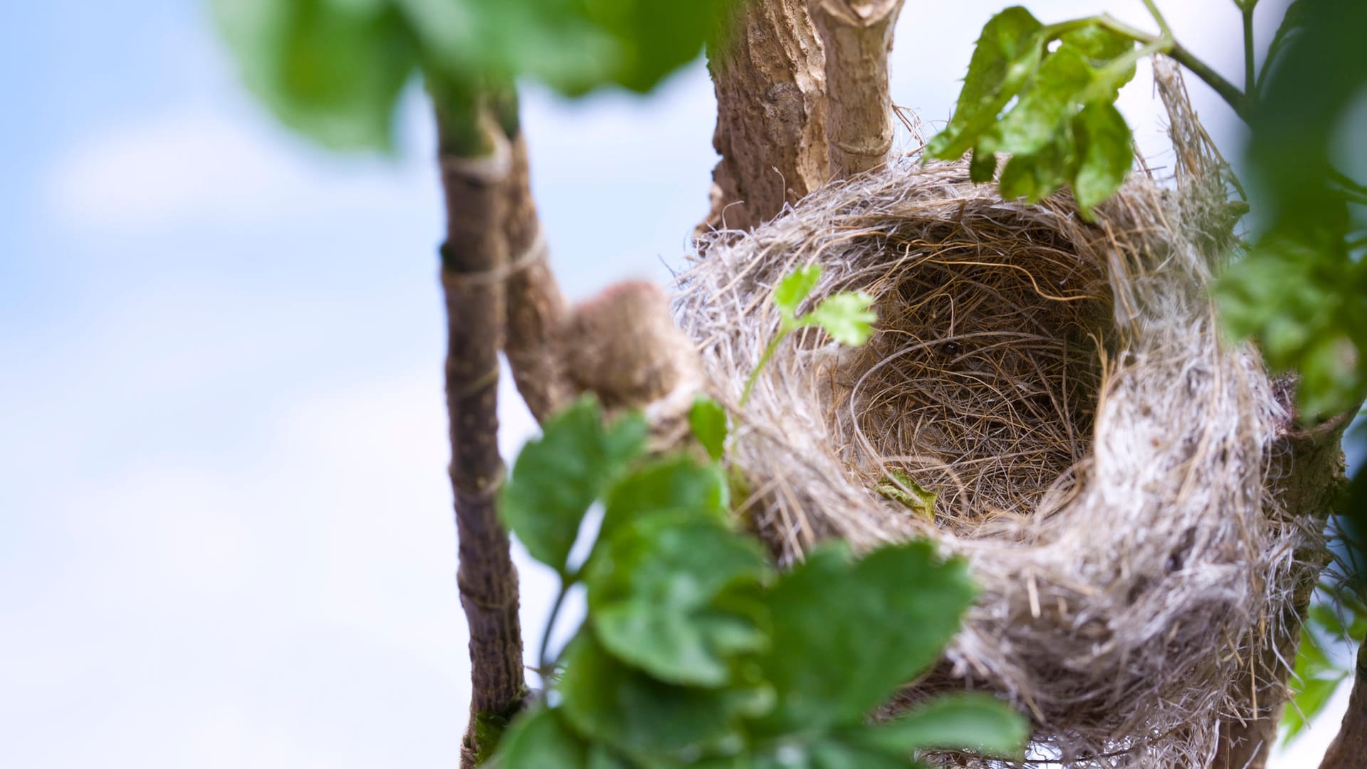 Vogelnest. Steht das Vogelnest länger leer, sollte es dann entfernt werden?