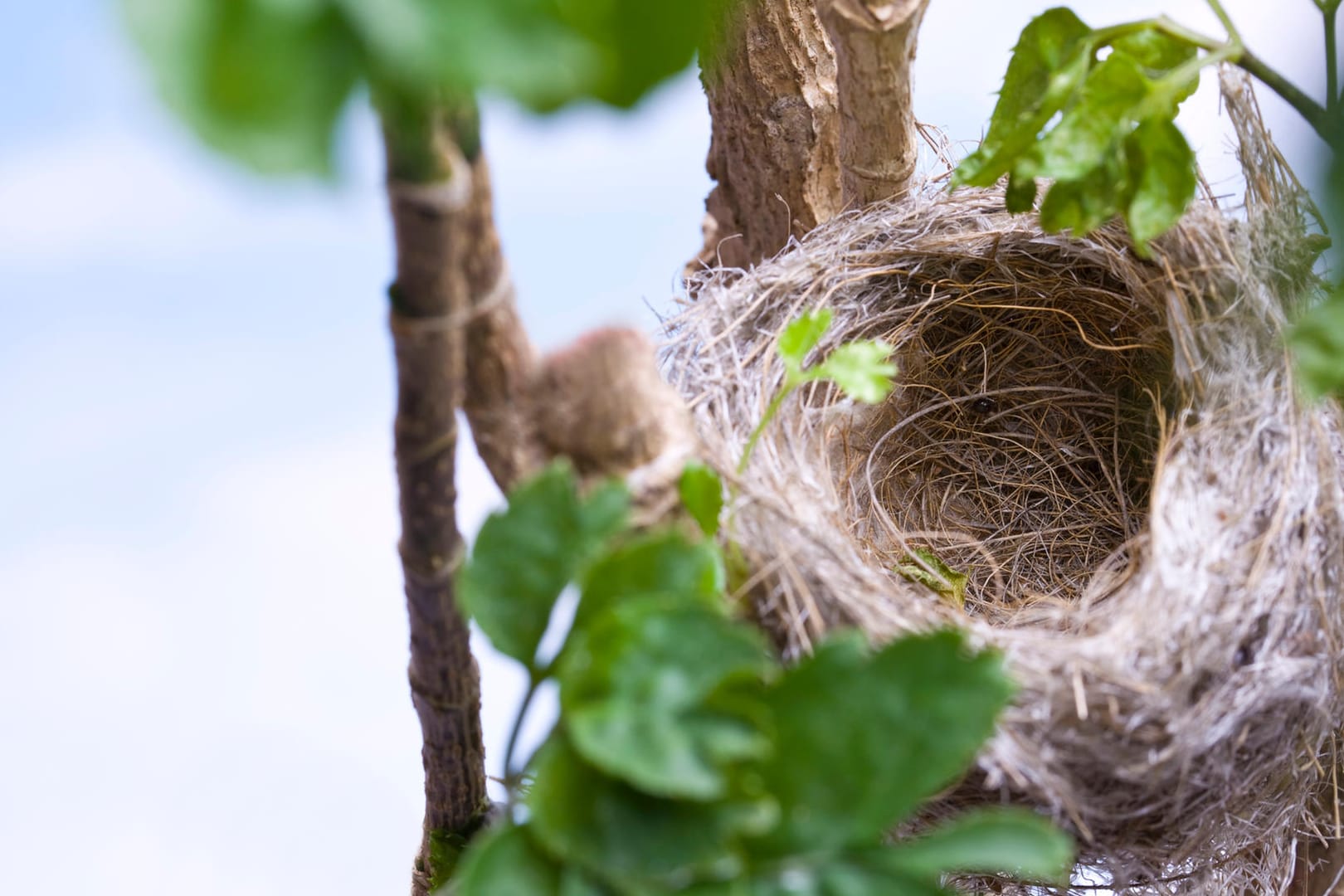 Vogelnest. Steht das Vogelnest länger leer, sollte es dann entfernt werden?