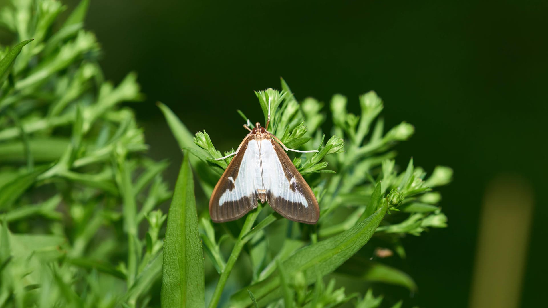 Buchsbaumzünsler: Meistens befällt er den Buchs zunächst in der Gestalt eines Falters.