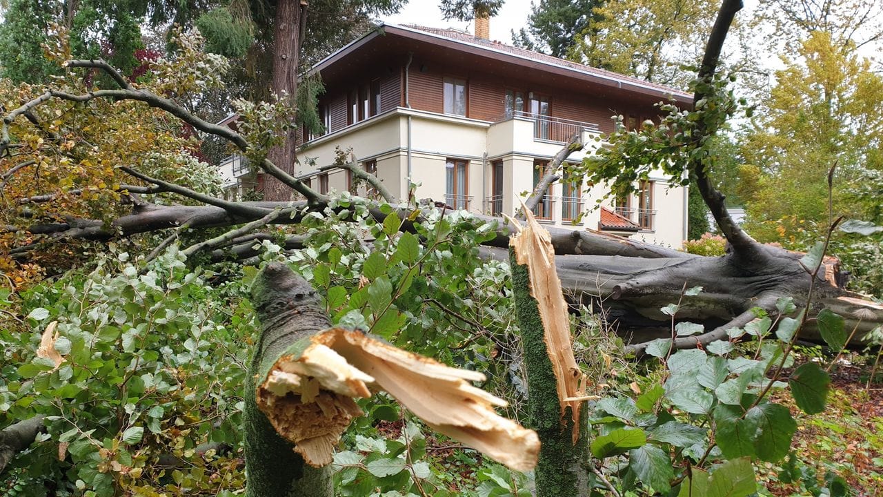 Besonders alte Bäume fallen Stürmen zum Opfer.