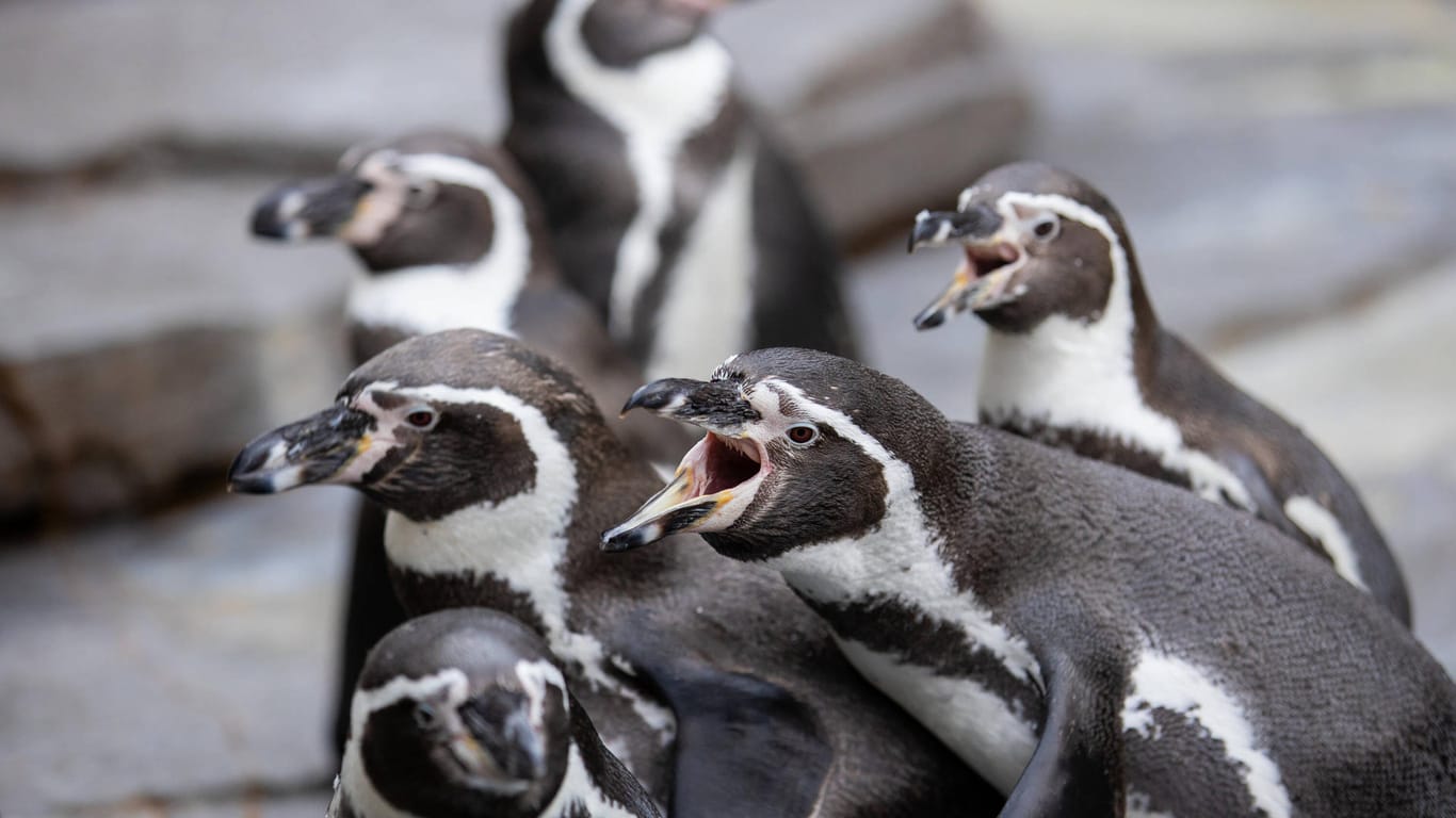 Galapagos Pinguine im Tierpark Hagenbeck schreien nach Futter (Symbolbild): Sie müssen vor dem Sturm geschützt werden und verbringen den Tag in den Stallungen.