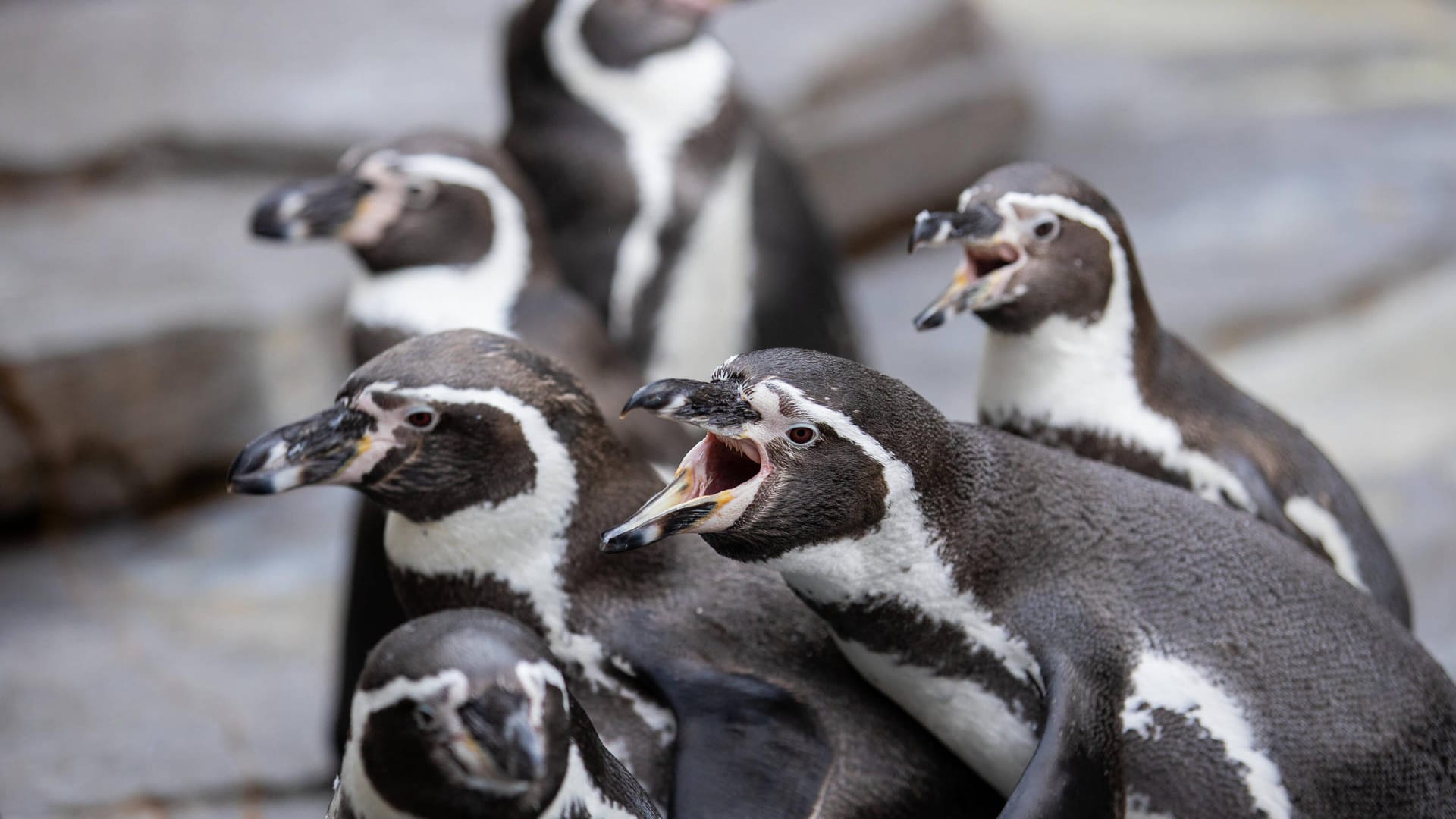 Galapagos Pinguine im Tierpark Hagenbeck schreien nach Futter (Symbolbild): Sie müssen vor dem Sturm geschützt werden und verbringen den Tag in den Stallungen. Galapagos Pinguine im Tierpark Hagenbeck schreien nach Futter (Symbolbild): Sie müssen vor dem Sturm geschützt werden und verbringen den Tag in den Stallungen.