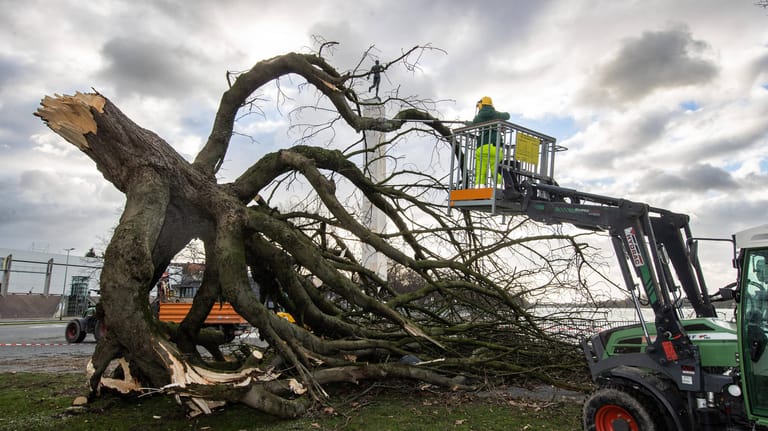 Sturmtief in Niedersachsen: Einsatzkräfte bergen einen umgestürzten Baum am Maschsee in Hannover.