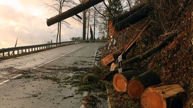 Baumstämme liegen auf einer Fahrbahn