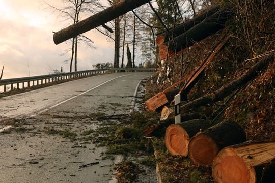 Baumstämme liegen auf einer Fahrbahn