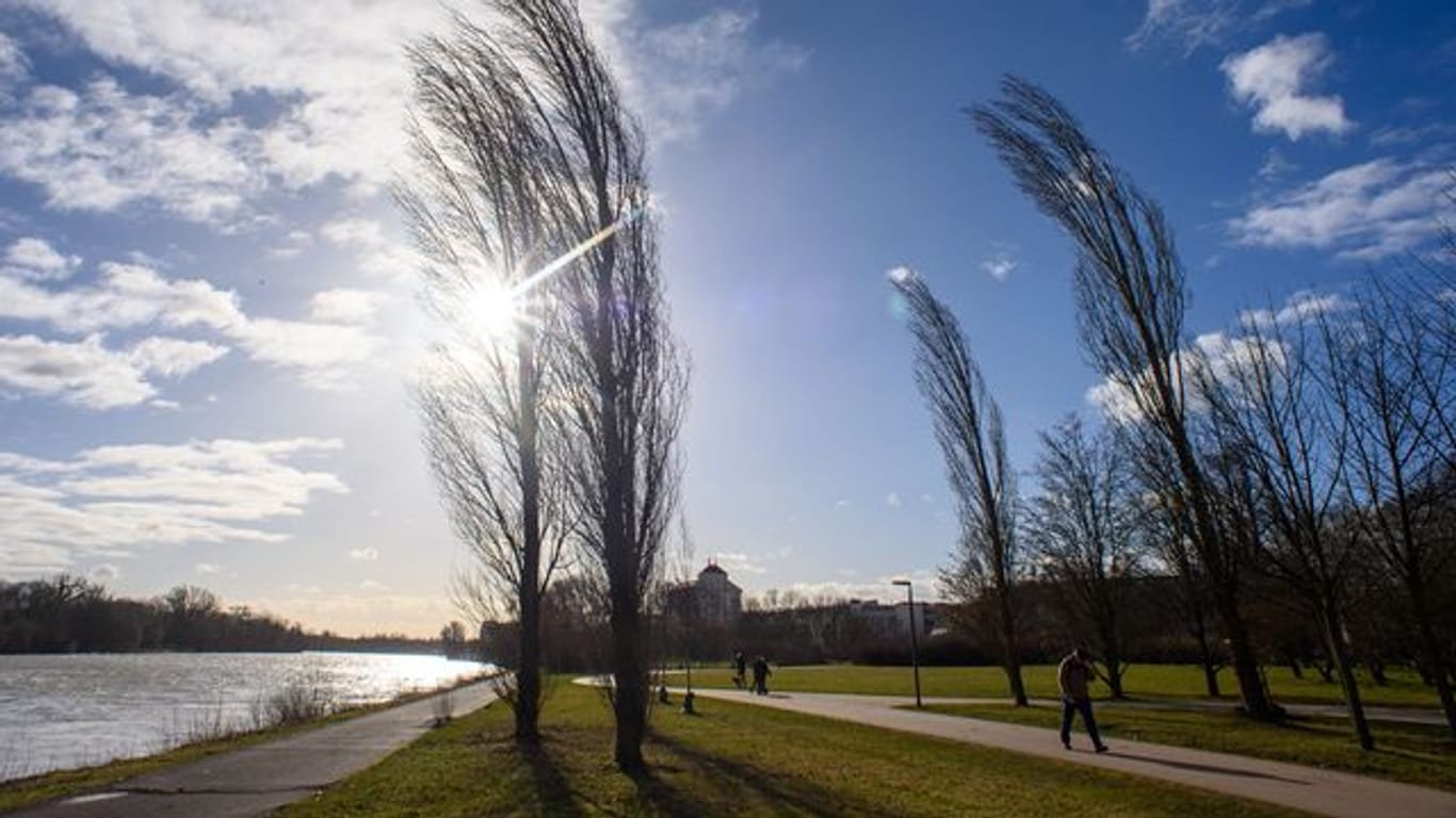 Bäume biegen sich während des Sturms im Wind