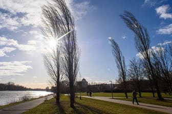 Bäume biegen sich während des Sturms im Wind