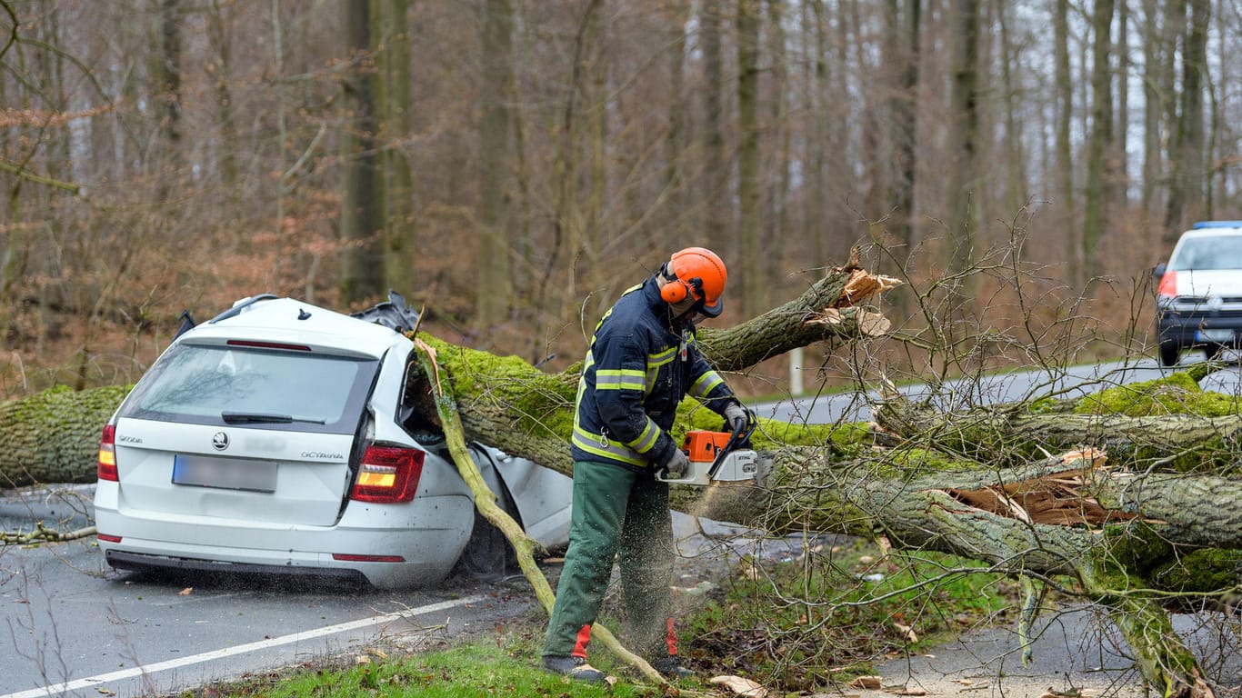 Niedersachsen, Bad Bevensen: Ein 37-jähriger Mann wurde durch einen umgestürzten Baum tödlich verletzt.