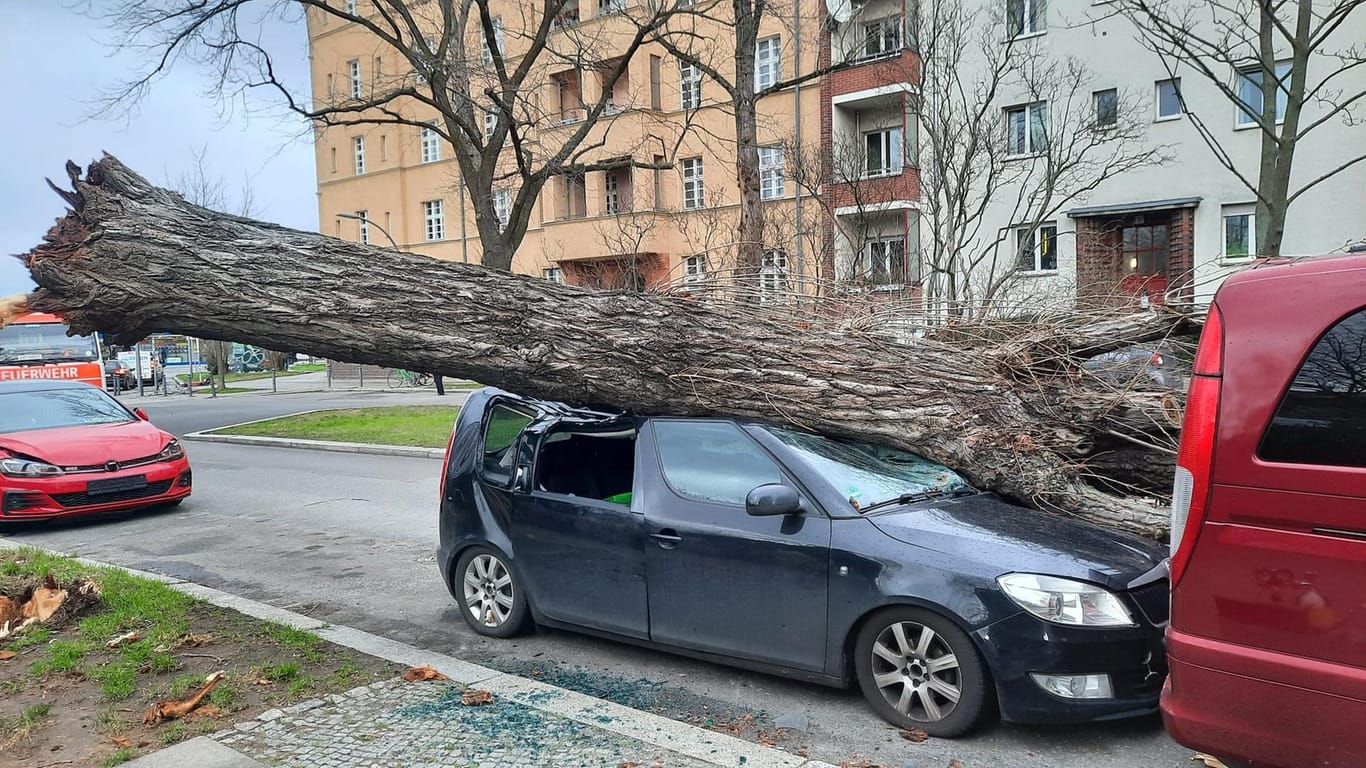Ein abgebrochener Baum liegt auf einem Pkw: Glücklicherweise befanden sich keine Menschen in dem Fahrzeug.