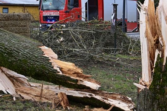 Ein Feuerwehrahrzeug steht hinter einem umgestürzten Baum