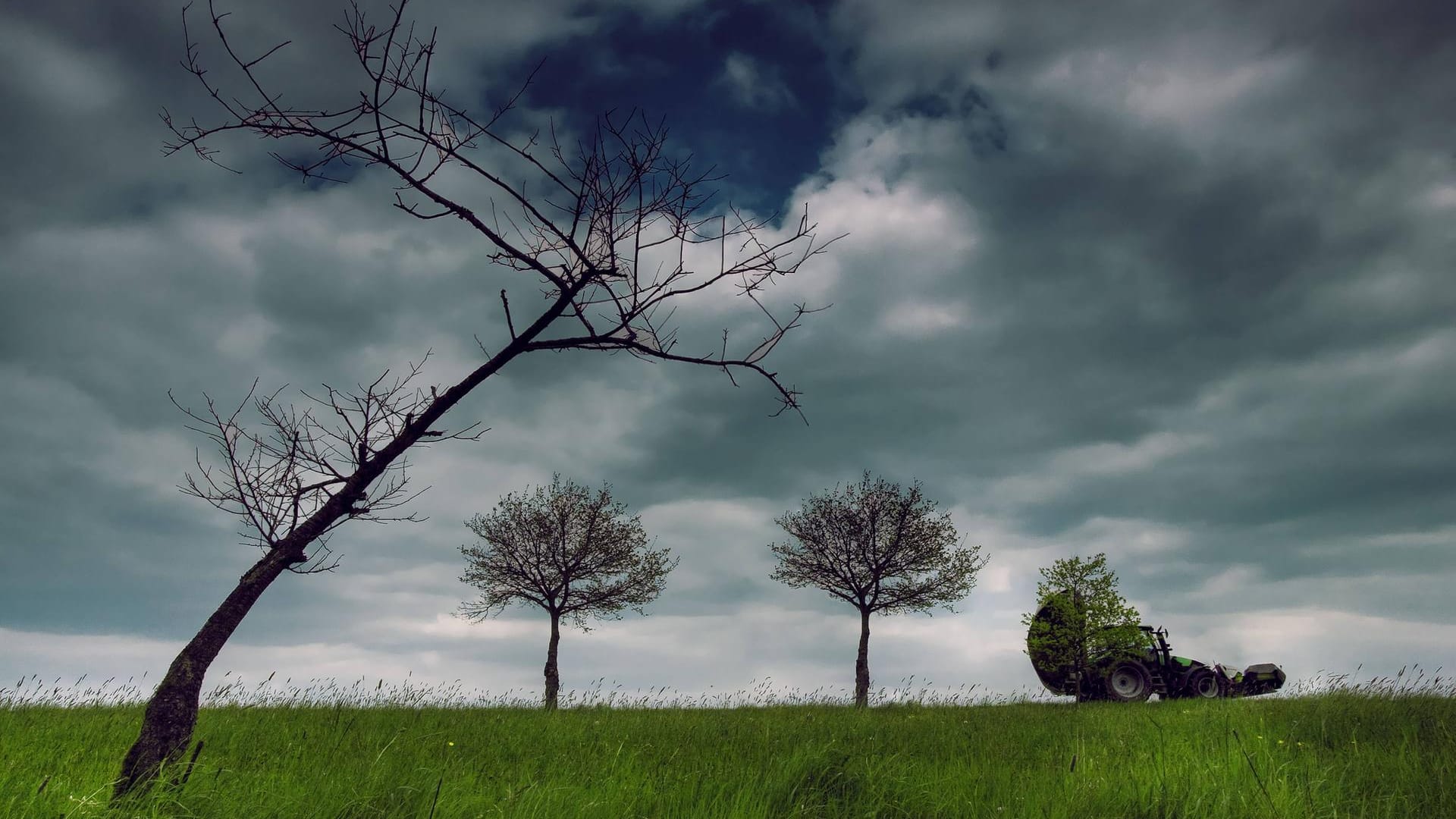 Baum im Sturm (Symbolbild): "Eichen sollst du weichen, Buchen sollst du suchen" – dieser Spruch ist ein Mythos.