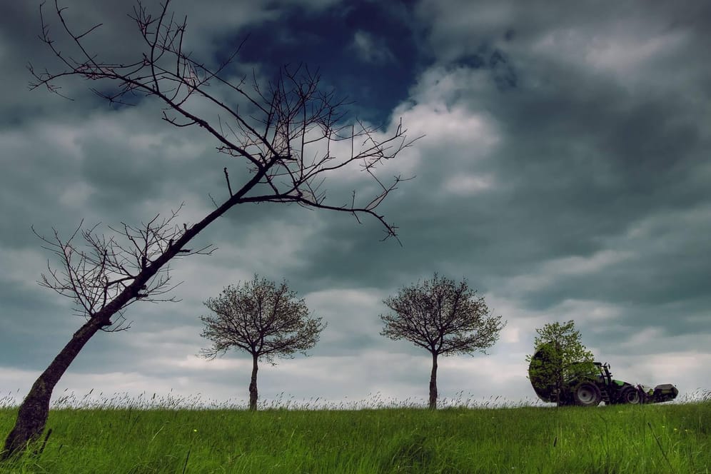 Baum im Sturm (Symbolbild): "Eichen sollst du weichen, Buchen sollst du suchen" – dieser Spruch ist ein Mythos.