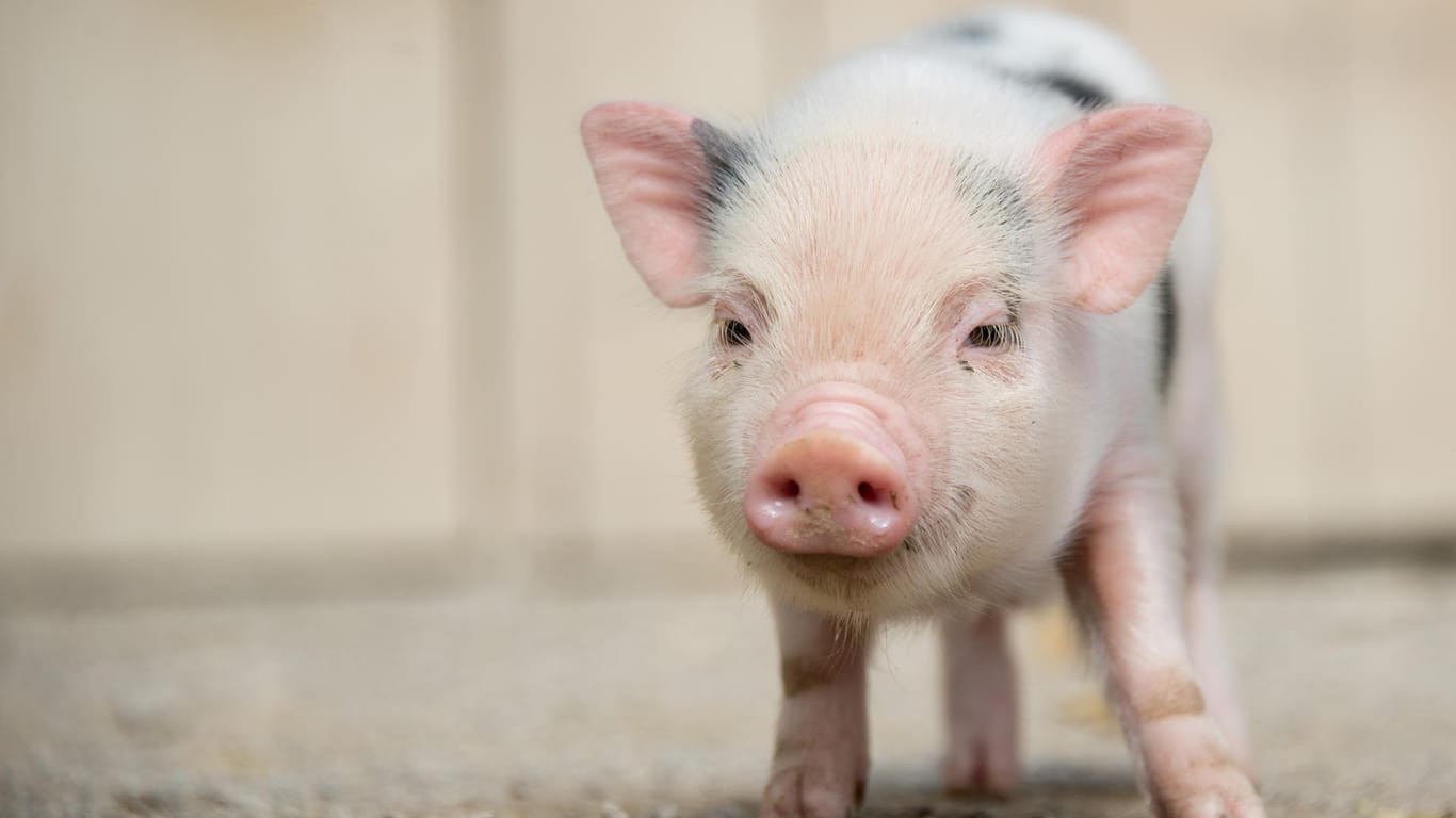 Ein junges Mini-Schwein (Symbolbild): Der Mieter führt an, dass auch andere Mieter Haustiere in der gleichen Größe hätten.