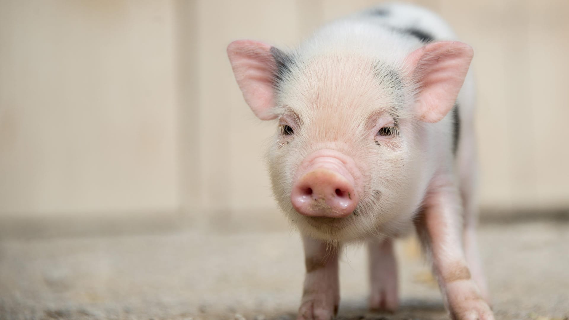 Ein junges Mini-Schwein (Symbolbild): Der Mieter führt an, dass auch andere Mieter Haustiere in der gleichen Größe hätten. Ein junges Mini-Schwein (Symbolbild): Der Mieter führt an, dass auch andere Mieter Haustiere in der gleichen Größe hätten.