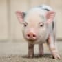 Hannover: Streit um Mini-Schwein in Mietwohnung landet vor Gericht