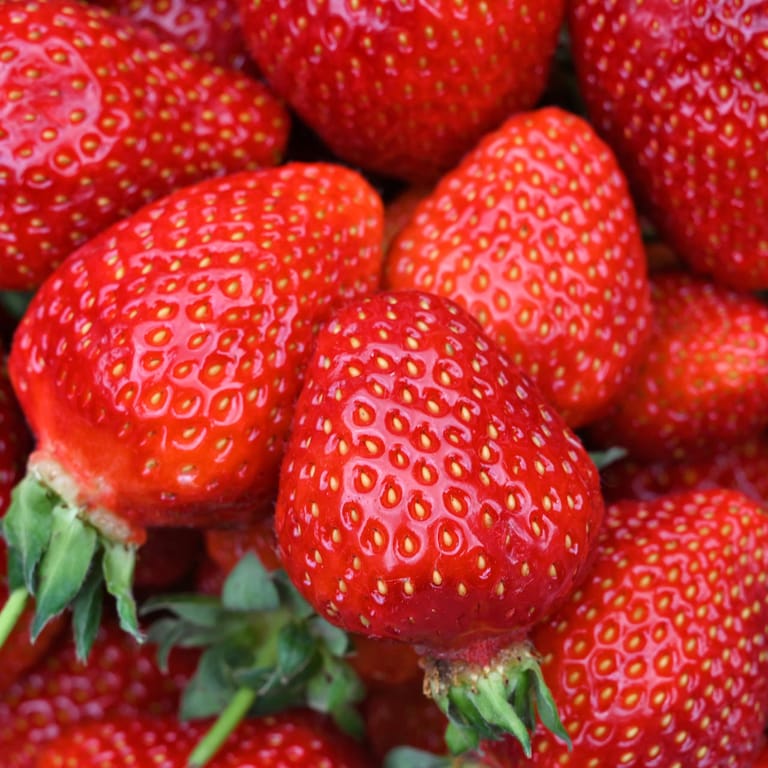 Früchte: Erdbeeren sind keine Beeren.
