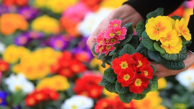 Primeln: Die bunten Frühblüher sind nicht ganz so robust wie man zunächst meinen mag.