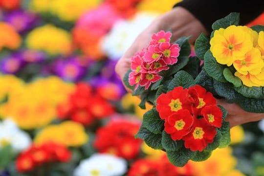 Primeln: Die bunten Frühblüher sind nicht ganz so robust wie man zunächst meinen mag.